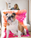 Pet Photo Blanket Colour Splash - pet canvas art